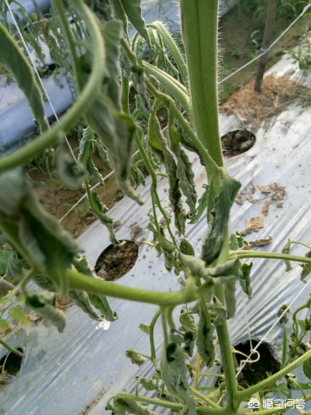 头条问答 - 番茄青枯病发病急,蔓延快,如何防治见效快?(18个回答)