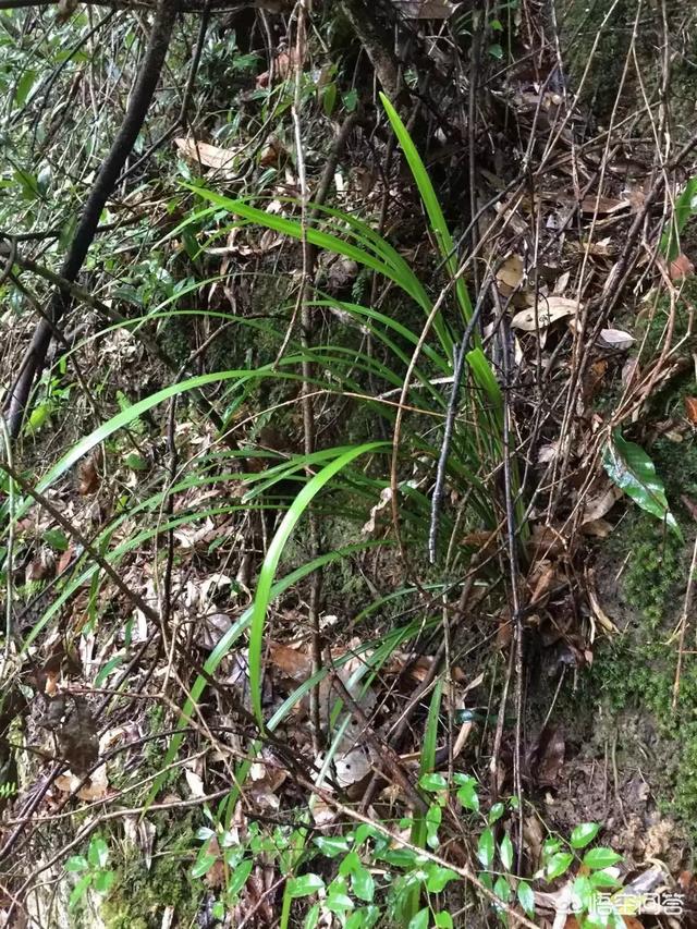 野生兰草能人工种植吗？