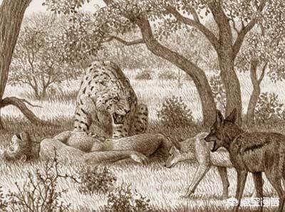 北美灰狼项圈:北美灰狼和美洲豹谁厉害？假使一对一相遇谁能干过谁？