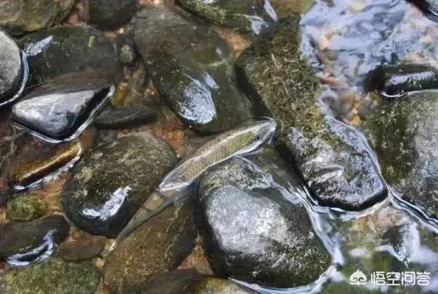 何罗鱼:什么鱼不容易死长得快而且鱼肉味道好