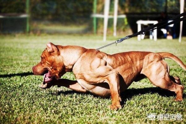 杜高vs比特比赛:杜高犬和比特犬单挑，谁厉害？