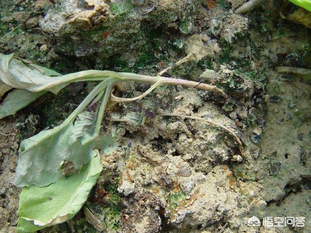 十字花科蔬菜软腐病:引起蔬菜猝倒病的主要因素是什么，要怎么预防比较有效？