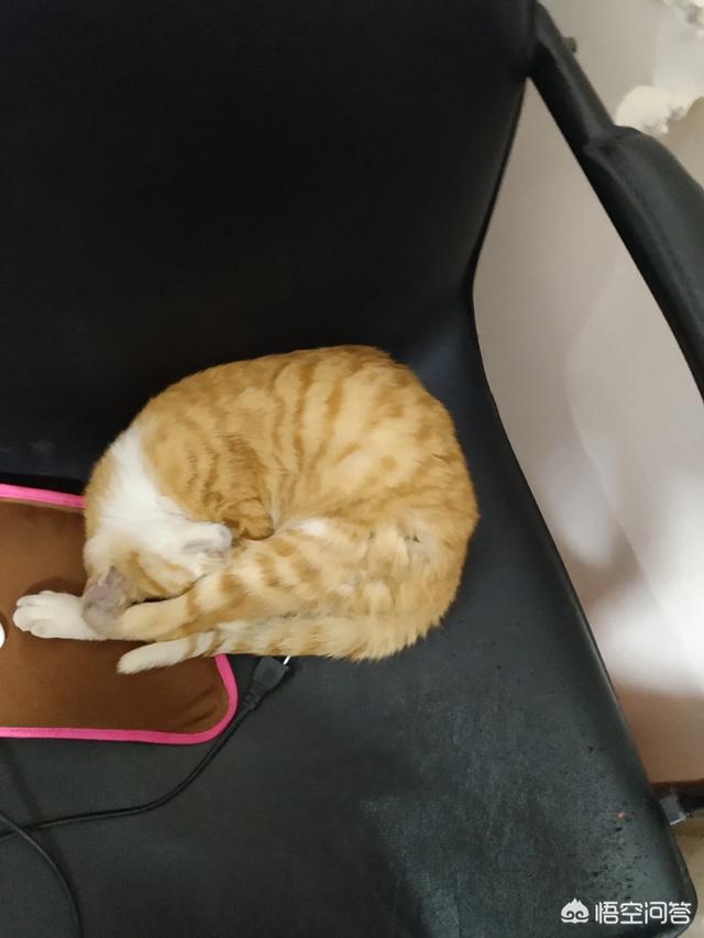 冬天养猫注意事项:冬天猫咪不盖被子会冻死吗？