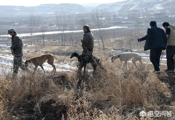 陕西格力犬撵兔视频:用狗撵兔子压坏了农作物怎么办？