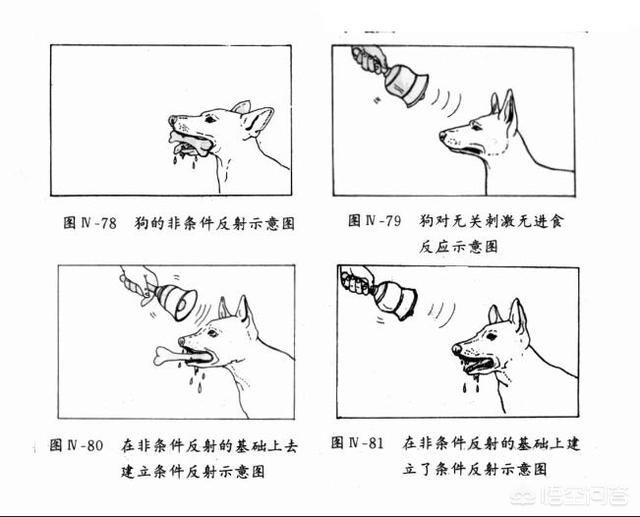 头条问答 - 除了人类,其它动物保护孩子,是条件反射还是真实情感?