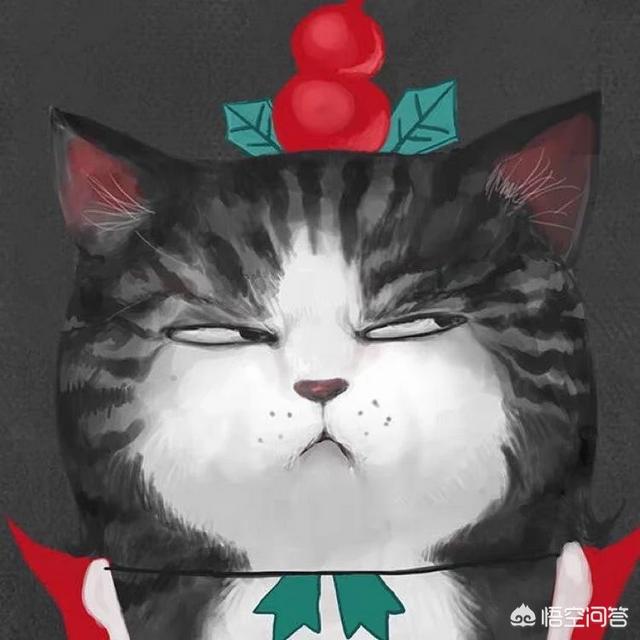 猫咪日常:平时工作忙，如何养一只猫？