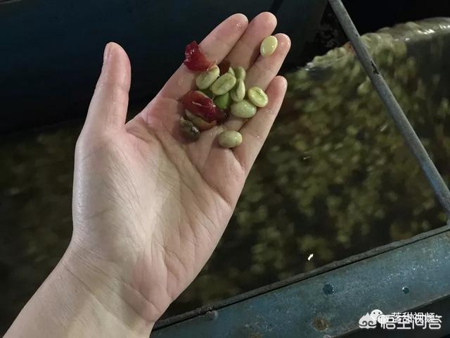 埃塞尔比亚咖啡:水洗咖啡豆与日晒咖啡豆口感有什么区别？