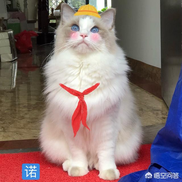 布偶猫园分舍:布偶猫一生是只认一个主人吗？