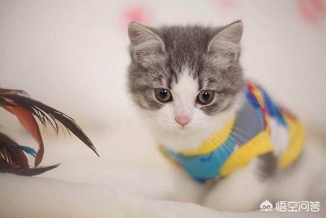 大学校园出现一只监考猫:你是哪所大学的？你的大学考试作弊被抓怎么处理？
