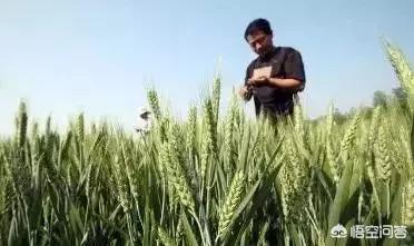 种植水稻补锌技巧，农业种植缺锌有哪些危害，锌肥该如何使用