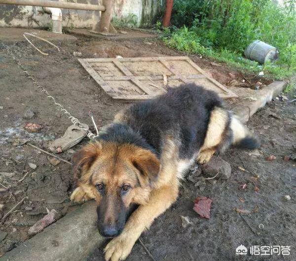 德牧和大丹犬配狗图片:我国的哪种狼犬打得过德国牧羊犬？为什么？