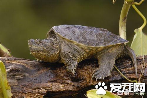 鳄鱼龟不吃东西:鳄龟冬眠时必须注意什么？冬眠后多久可以喂食？