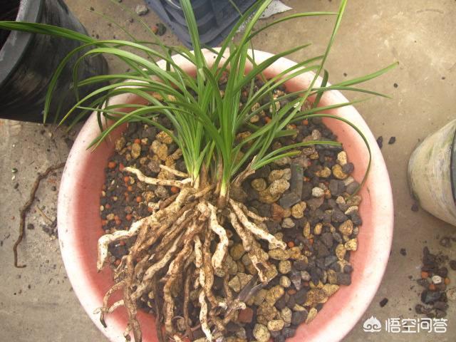 花土里加火山石:轻石与植金石相比，哪个用来养兰花比较好？