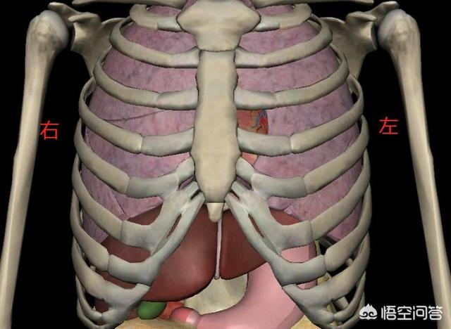先给大家看下我们人体左胸区域位置的大体结构!