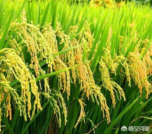 中国目前储存粮食可以吃多少年，存放十年的谷物能食用吗？