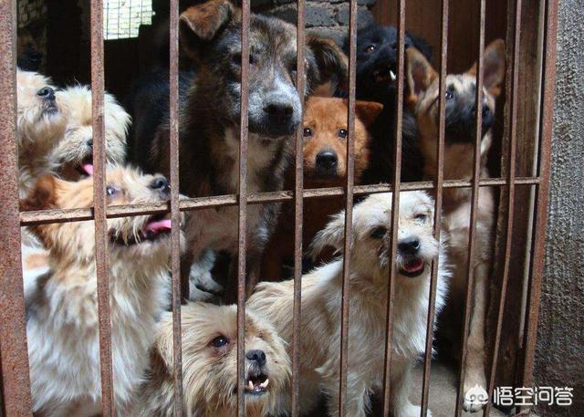 捡到一只流浪狗 剧透:捡到一只流浪幼犬，在没有狗妈妈的情况下，应该如何照顾它？ 捡到一只流浪狗作文