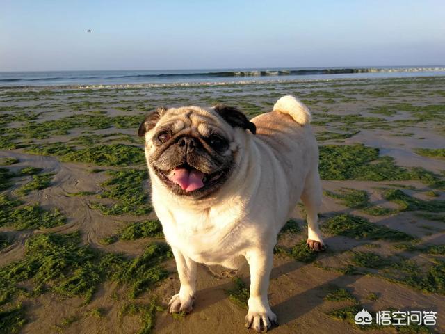 巴哥犬价格多少钱买:一只小巴哥犬多少钱？巴哥犬好养吗？