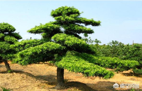 丛生蓝花楹报价:蓝花楹批发报价 想种些绿化苗木，哪些品种市场未来需求量大？