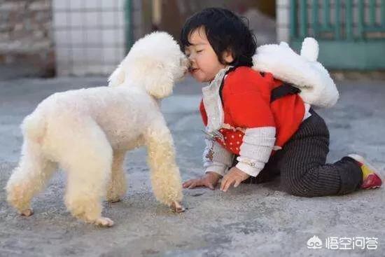 一条宠物狗掉进粪坑一家四口:小时候掉进过粪坑的人，长大之后会有什么影响吗？