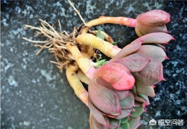 多肉植物怎么种植教程,多肉植物到底该如何养殖呢？