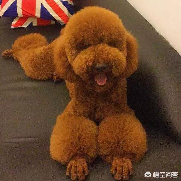 花贵宾犬美容造型图片:泰迪满大街都是，为何“巨贵”少人养？ 贵宾犬造型图片大全 美容