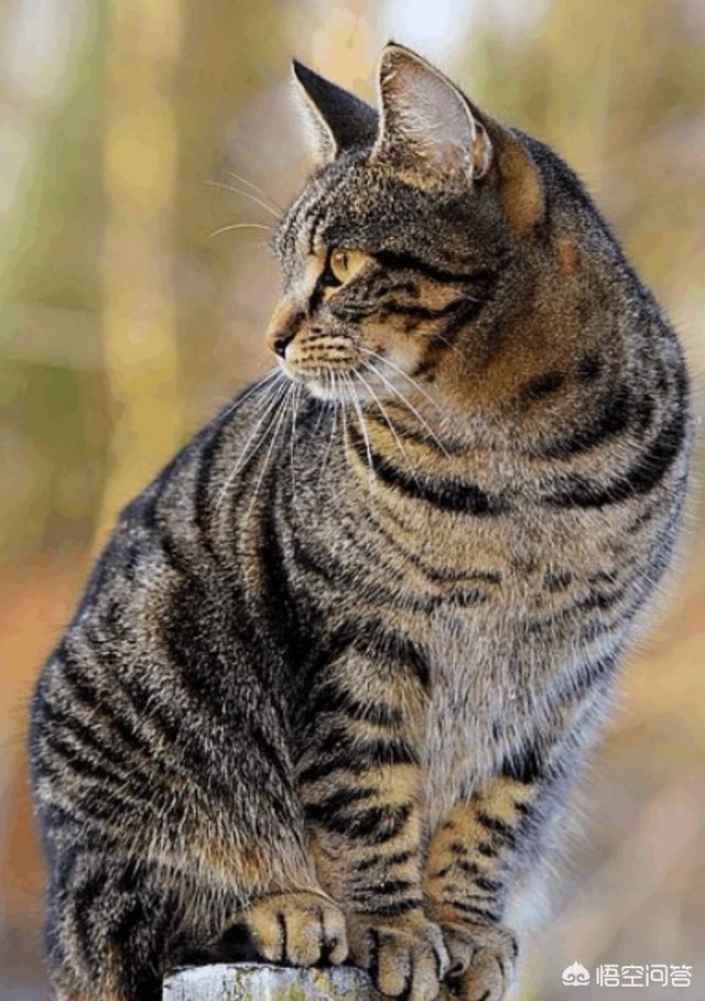 猫咪打完疫苗后能吃猫罐头鱼吗:猫打完疫苗感冒了，是为什么？