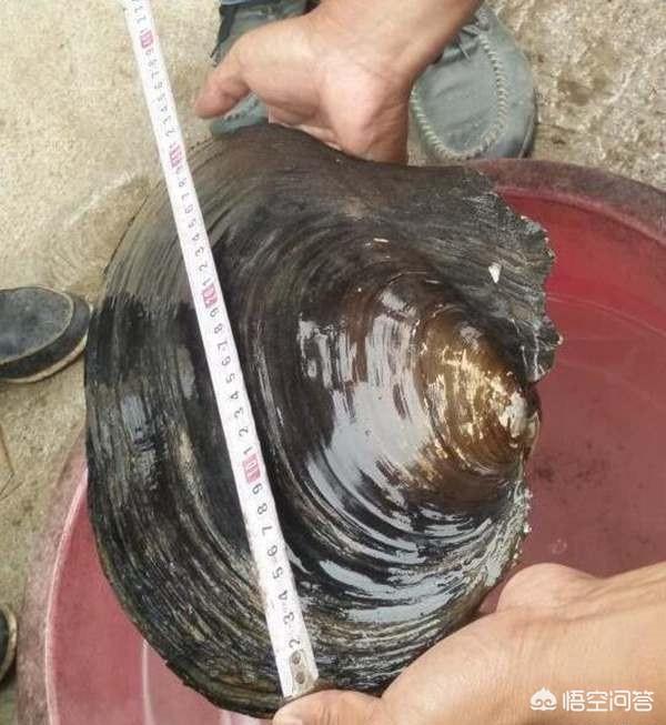 大鲵怎样做菜:大鲵的制作方法视频 大鲵有什么药用价值和食用价值？