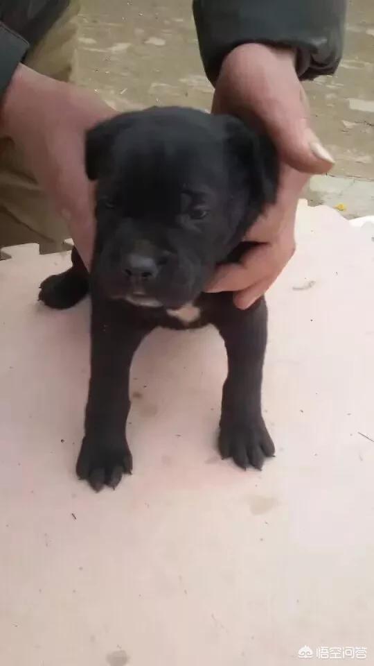 皇家护卫犬罗威纳:罗威纳vs卡斯罗，谁更优秀？ 罗威纳护卫犬