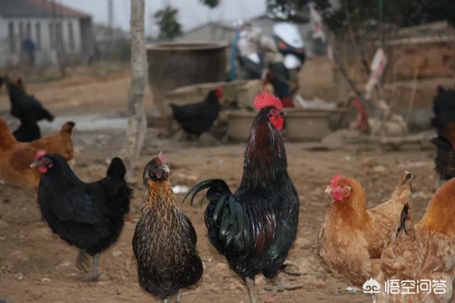 散养土鸡:农村自家散养的土鸡，一般都是喂些粗粮，为什么产蛋量不多？