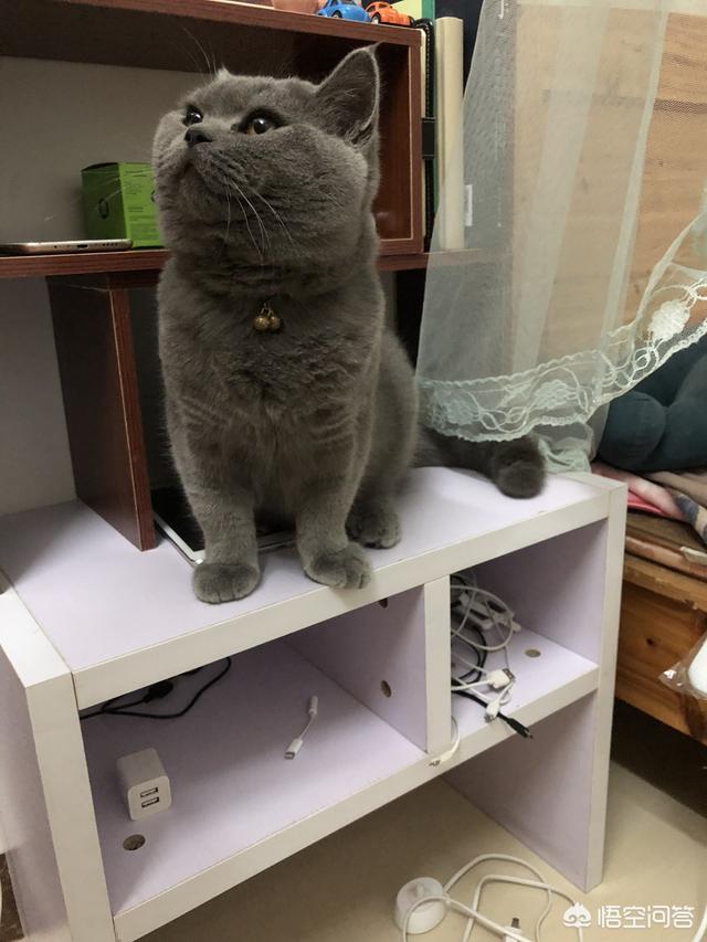 村里楼房养猫注意事项:租房可以养猫吗，猫难养吗？