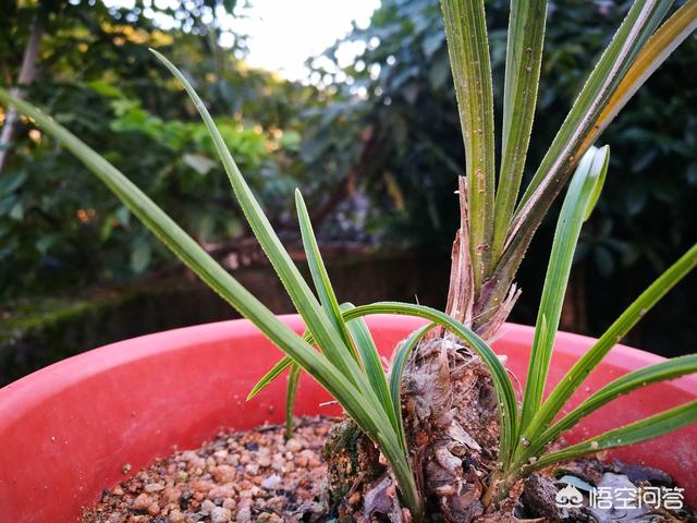 四季海棠茎腐病怎么治:兰花上肥过量出现茎腐病，怎么挽救？