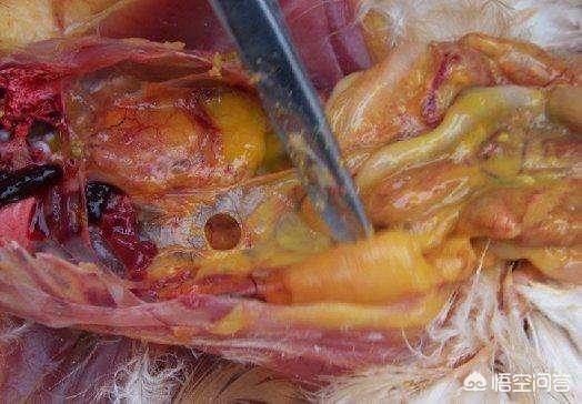 鸭子的蛋溶化在鸭肚里了,这是怎么回事？