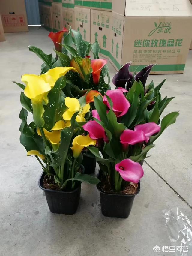 彩色马蹄莲花后处理:马蹄莲还没开花就蔫了，是怎么回事？