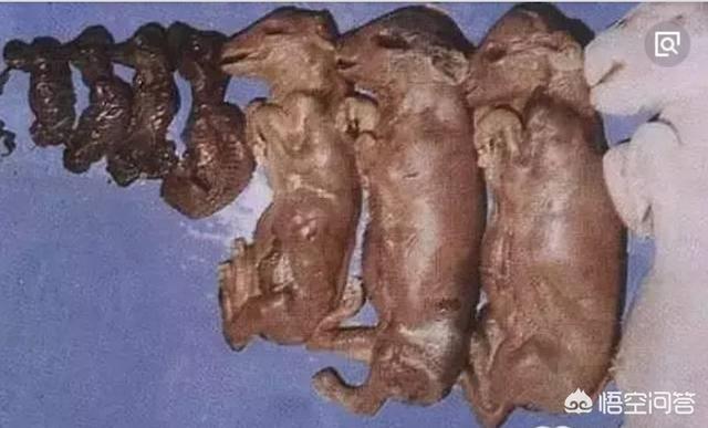 母猪全部产死胎的原因:母猪产死胎啥原因 母猪下了一窝死小猪这是怎么回事？