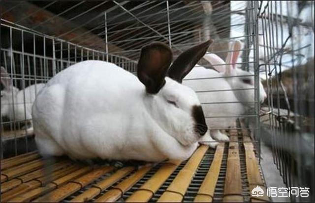宠物兔养殖前景:现在养兔子的行情怎么样？