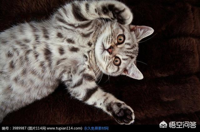 养猫容易吗？