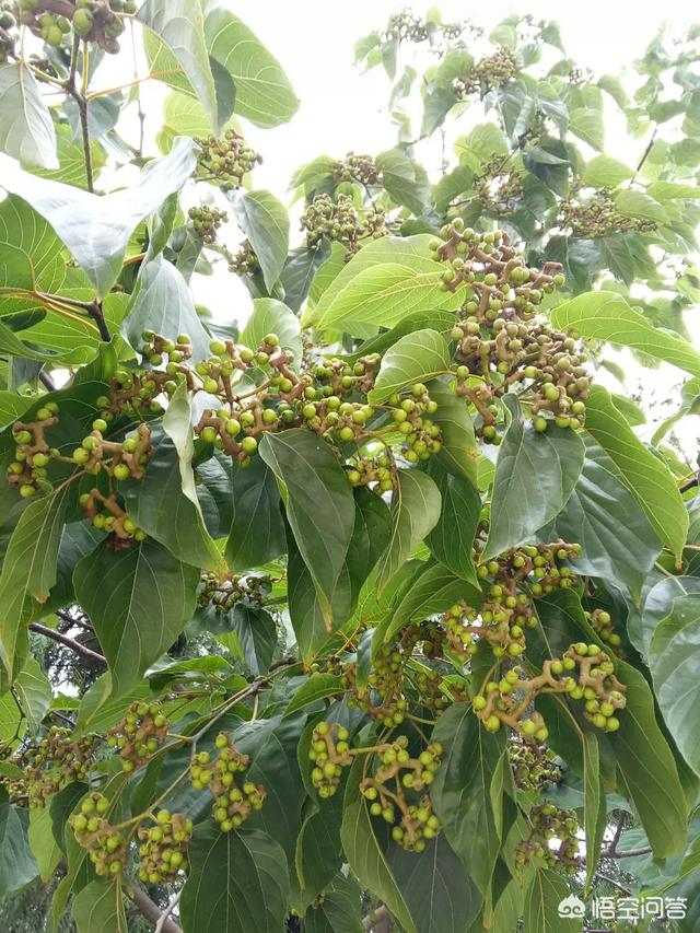 拐枣是什么水果，农村山上有一种叫拐枣的野果，你吃过吗？这种野果有哪些功效？