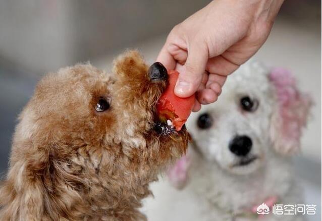 狗吃什么对毛好:有什么办法，可以让狗狗毛发更漂亮？