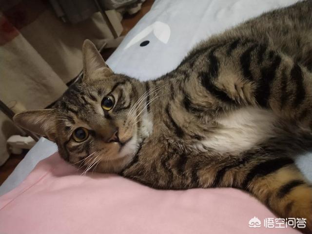 异国短毛猫 广西论坛:那些远嫁的全职妈妈们，你们过的好吗？