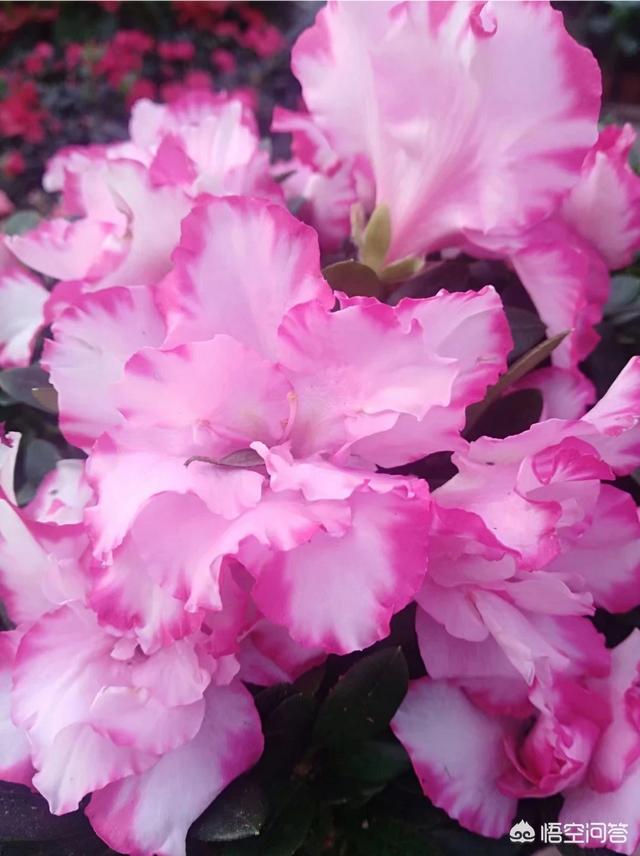 杜鹃花夏天怎么养护:杜鹃花后怎么养护 夏天怎样种植下山庄杜鹃？