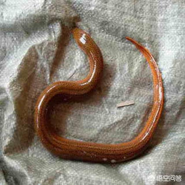 鳝鱼门:黄鳝身上有蚂蝗该怎么治？
