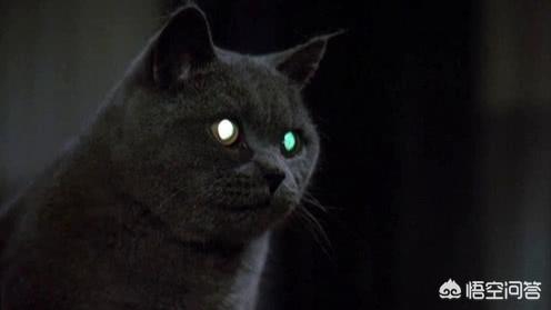 野生豹猫吃了有什么用:孟加拉豹猫如何繁育 猫肉可以吃吗？吃了有什么后果？