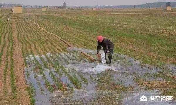 小麦返青什么时间浇水最合适？为什么？