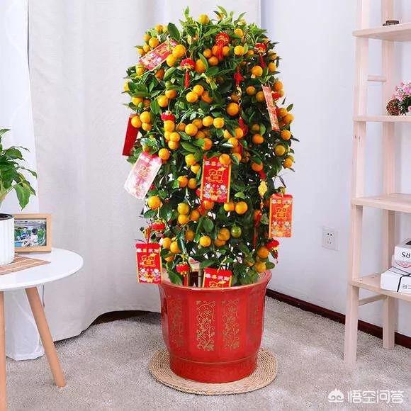 尤加利叶,尤加利水滴盆栽叶子一直不长？