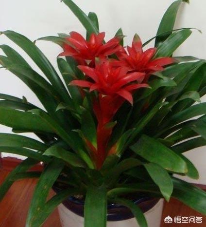 能镇宅的3种花,在家闲着没事应该养些什么花？