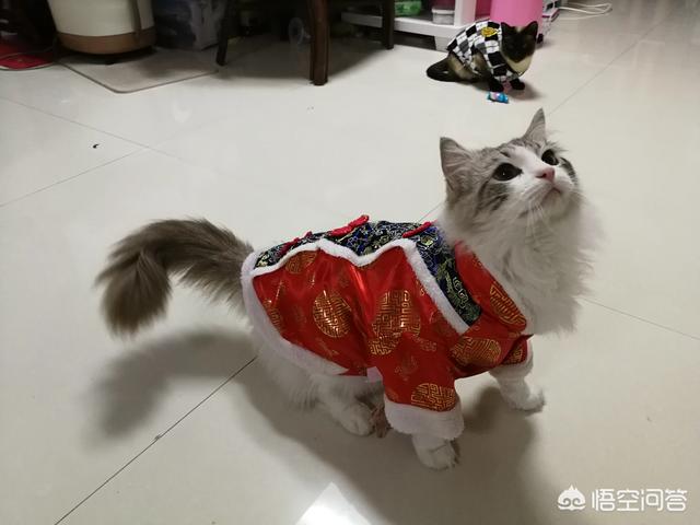 ramical金枪鱼猫粮价格:谁家有不黑下巴猫粮，同时保证蛋白质和猫毛光亮，谢谢？