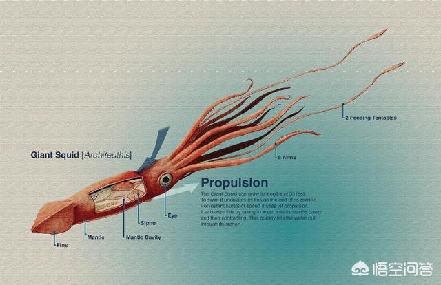 大王乌贼可以长到多大?历史上真有80米长的乌贼吗?