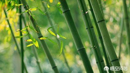凤尾竹图片大全:不开花的植物需要施磷钾肥吗？