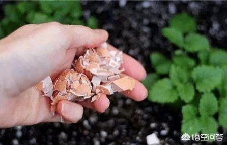 鸡蛋壳能碾碎种多肉吗，鸡蛋壳做肥料适用于哪些花卉