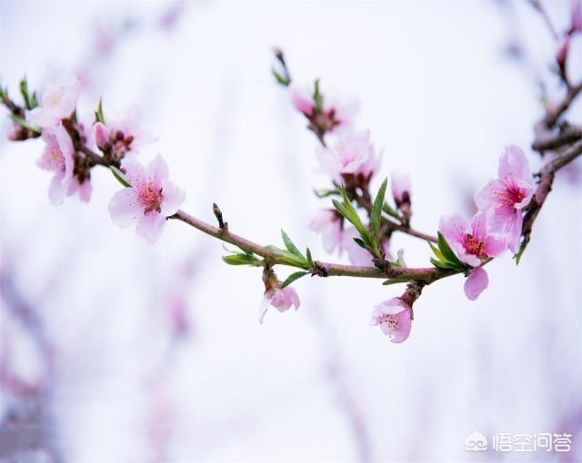 富贵竹和银柳配图片:银柳、百合和桃花可以一起水培吗？